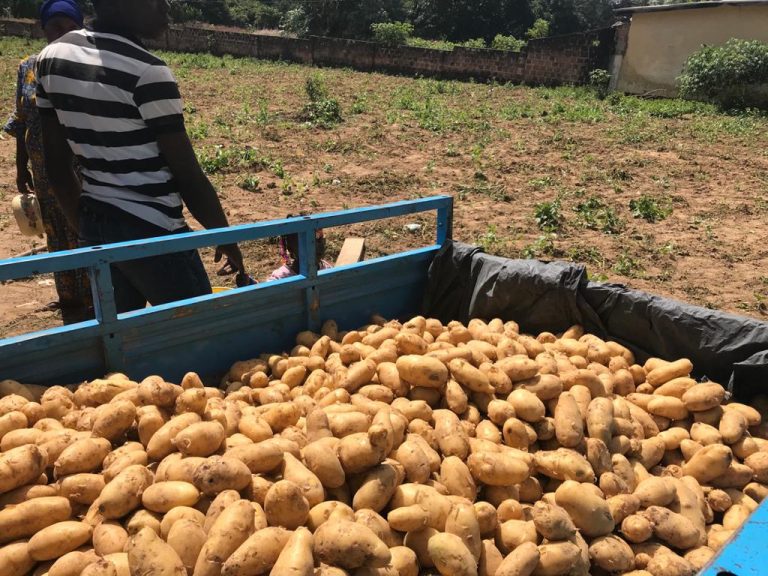 Family potato farm, Futa Jalon, Guinea, Mar 2019