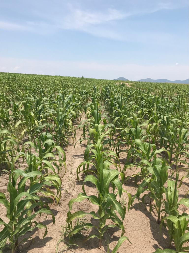 Hybrid maize farm, Huambo, Angola, Feb 2019