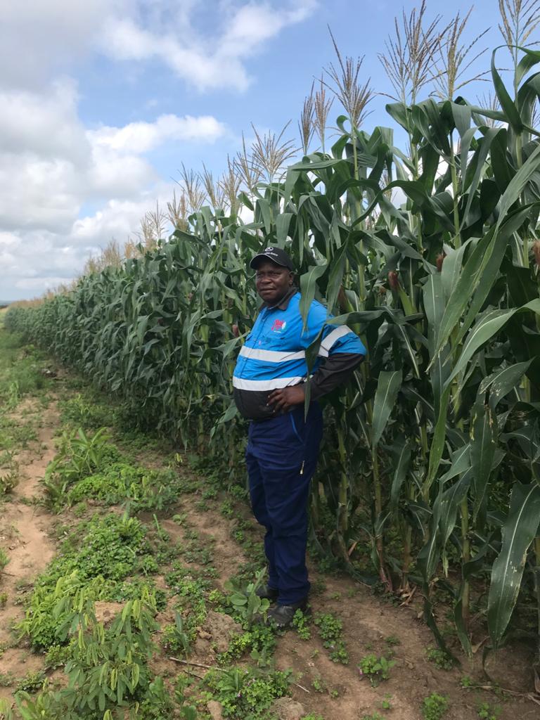 Maize crop - Kolwezi, DRC, Jan 2020