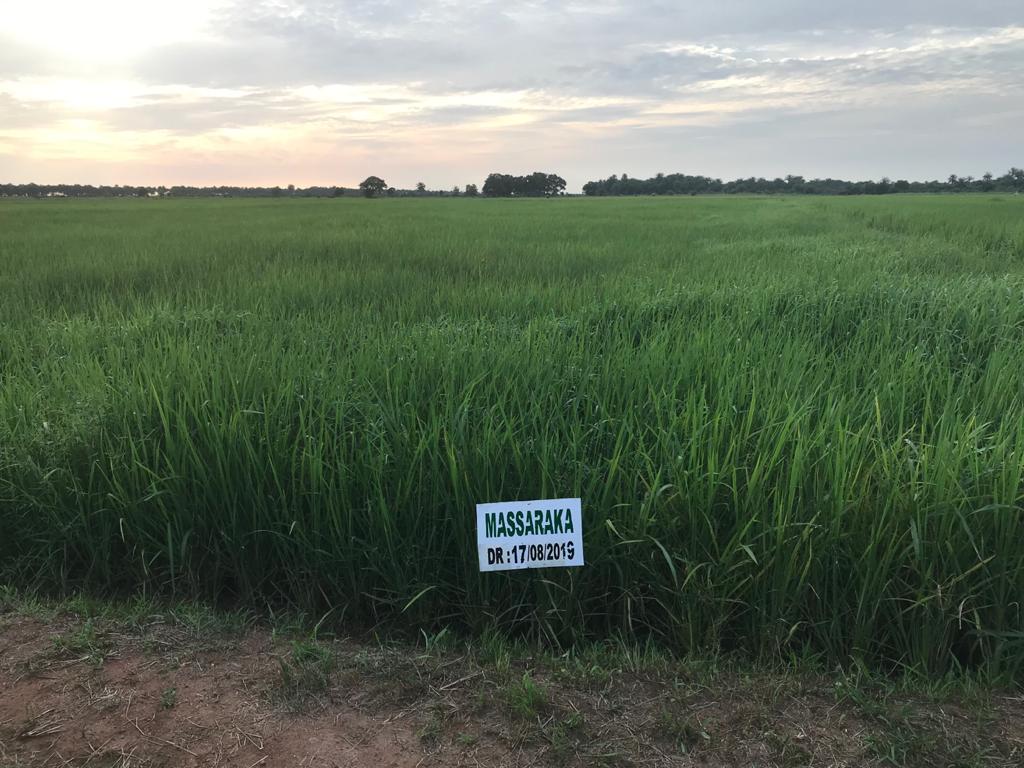 Paddy rice variety nursery, Koba, Guinea, Sep 2019