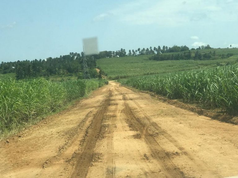 Sugar plantation, south of Diani, Kenya, Jun 2019