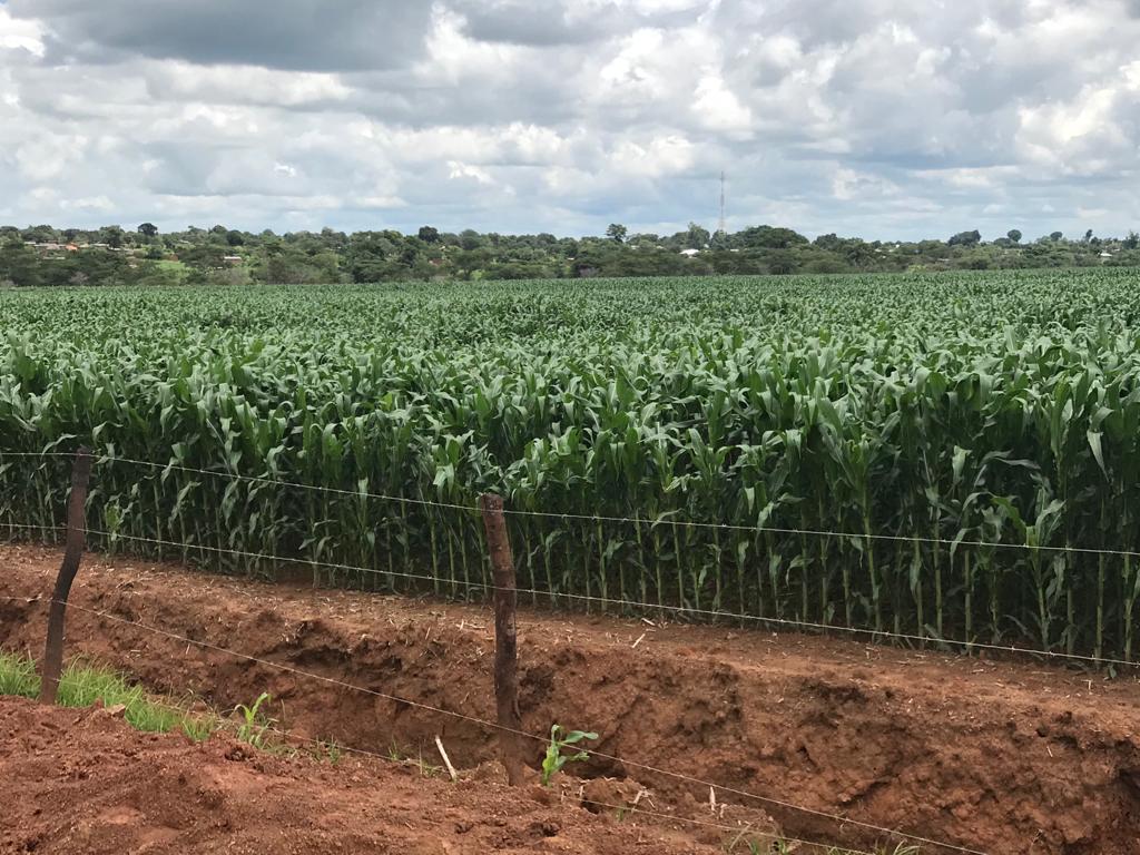 Commercial-Maize-farm-Lumumbashi-DRCongo