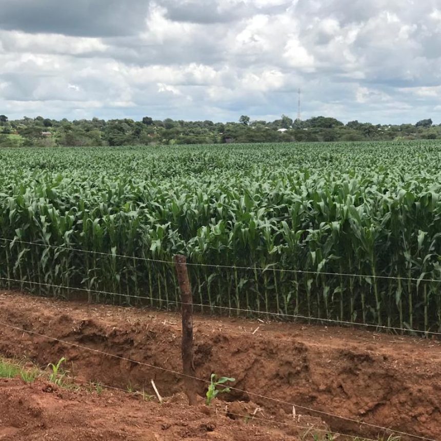 Commercial-Maize-farm-Lumumbashi-DRCongo