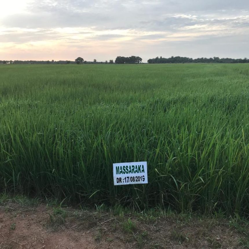Paddy-rice-variety-nursery-Koba-Guinea-Sep-2019